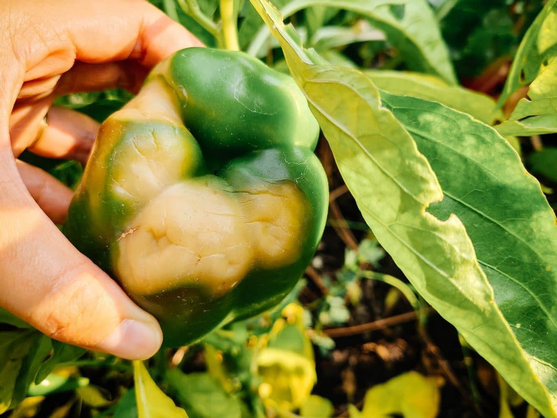 Pepper Blossom End Rot Symptoms severity assessement