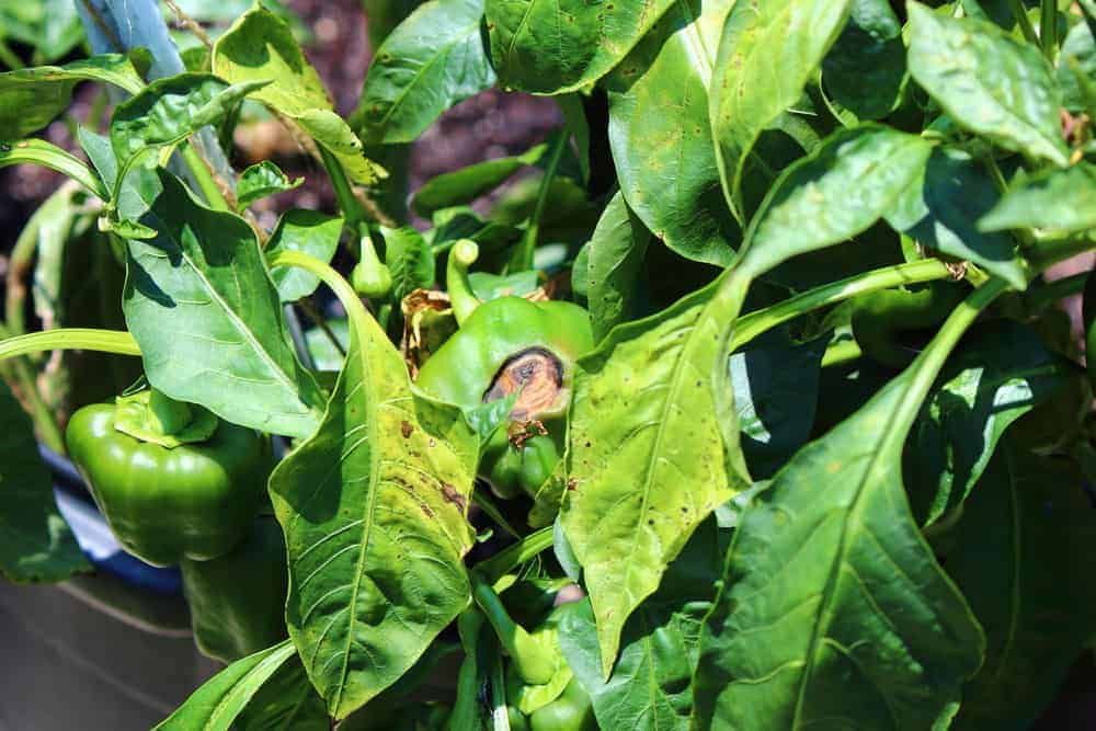 Pepper Blossom End Rot Early Warning Signs
