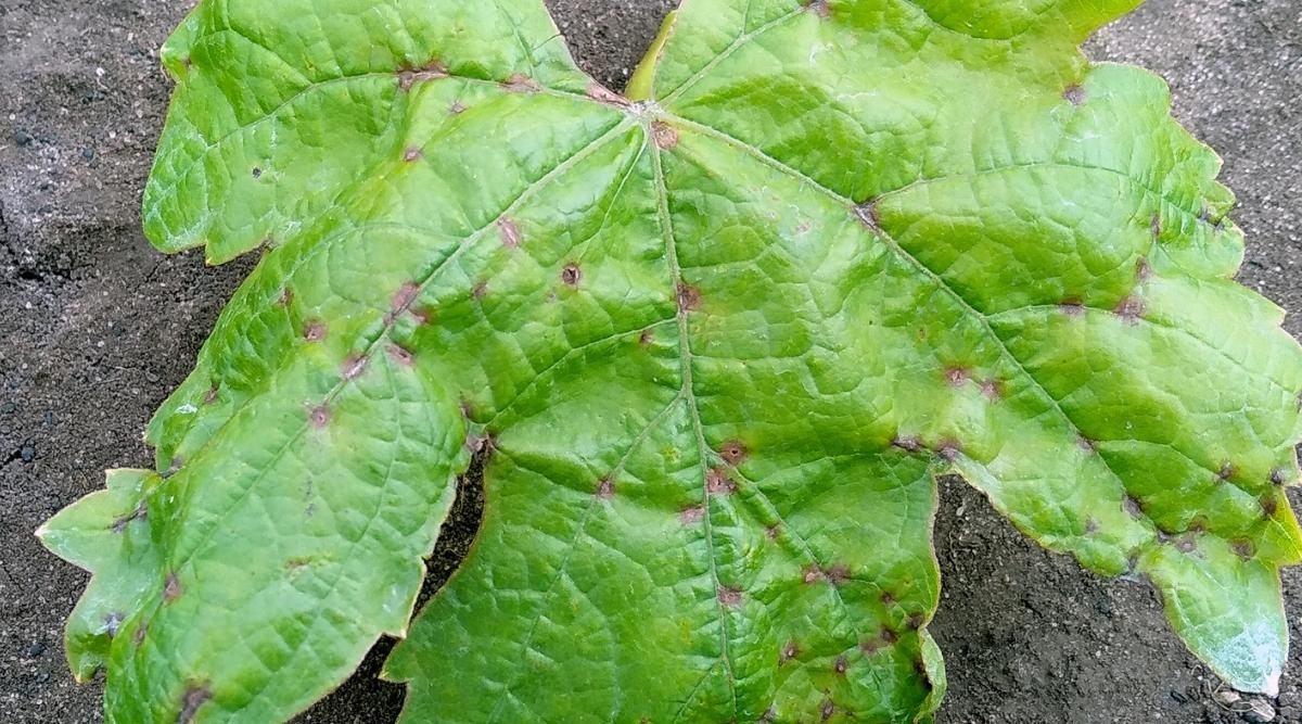 How to Identify Zucchini Anthracnose