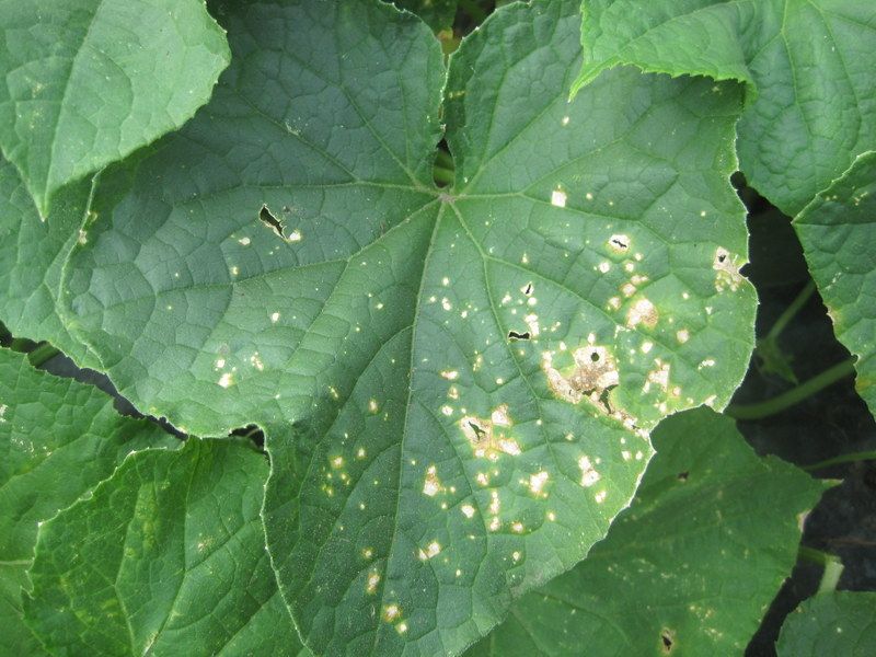 What Is Zucchini Bacterial Leaf Spot?