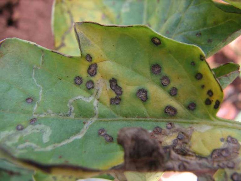 How to Identify Zucchini Bacterial Leaf Spot