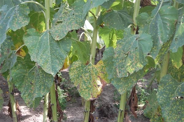 Whyzucchini Bacterial Leaf Spot Is Different from Other Plant Diseases
