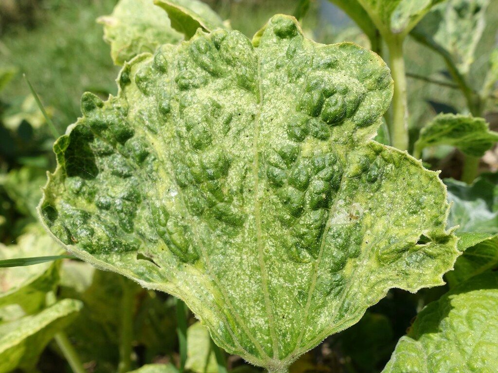 How to Identify Zucchini Mosaic Virus