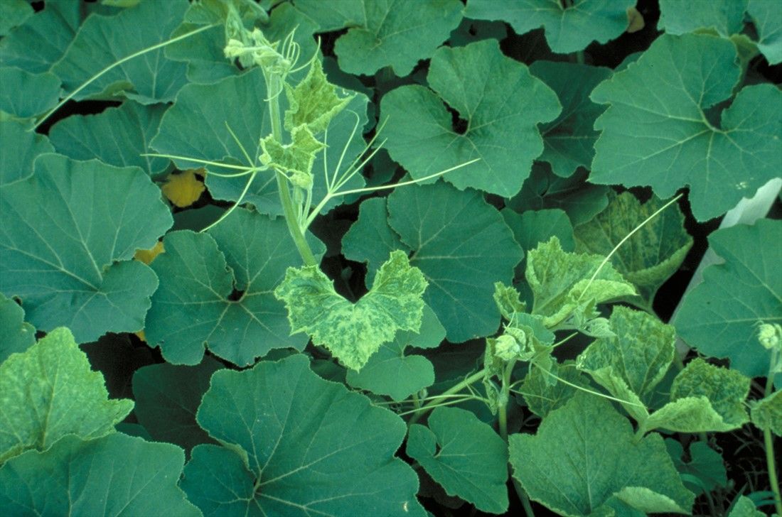 Zucchini Mosaic Virus severe stunting and deformation