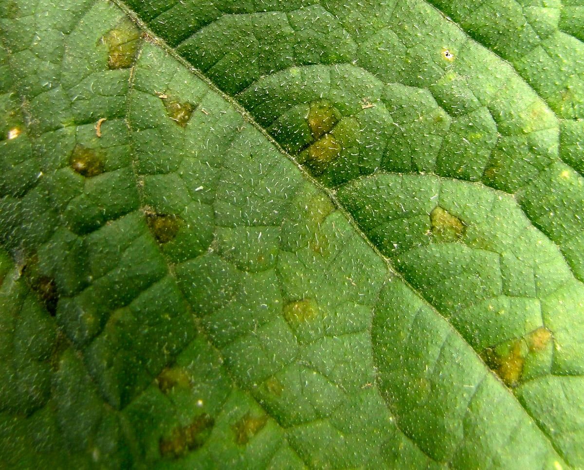 What Is Zucchini Downy Mildew?    Downy