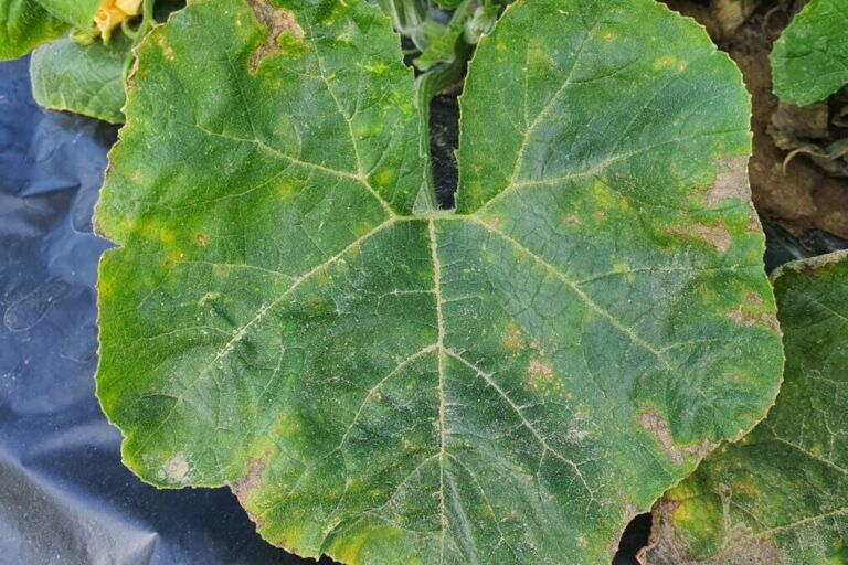 zucchini downy mildew Early Stage Symptoms