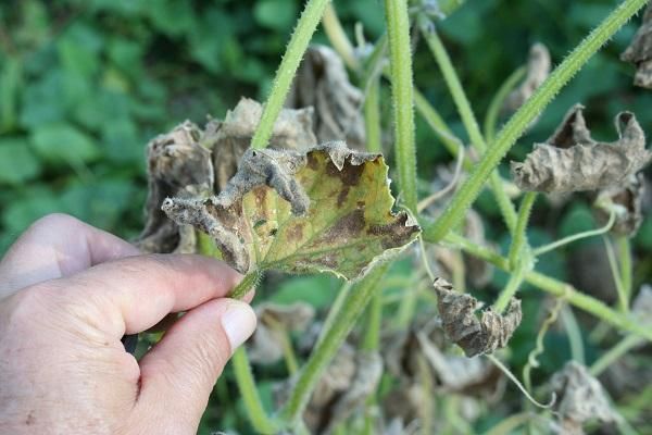 zucchini downy mildew Advanced Stage Symptoms