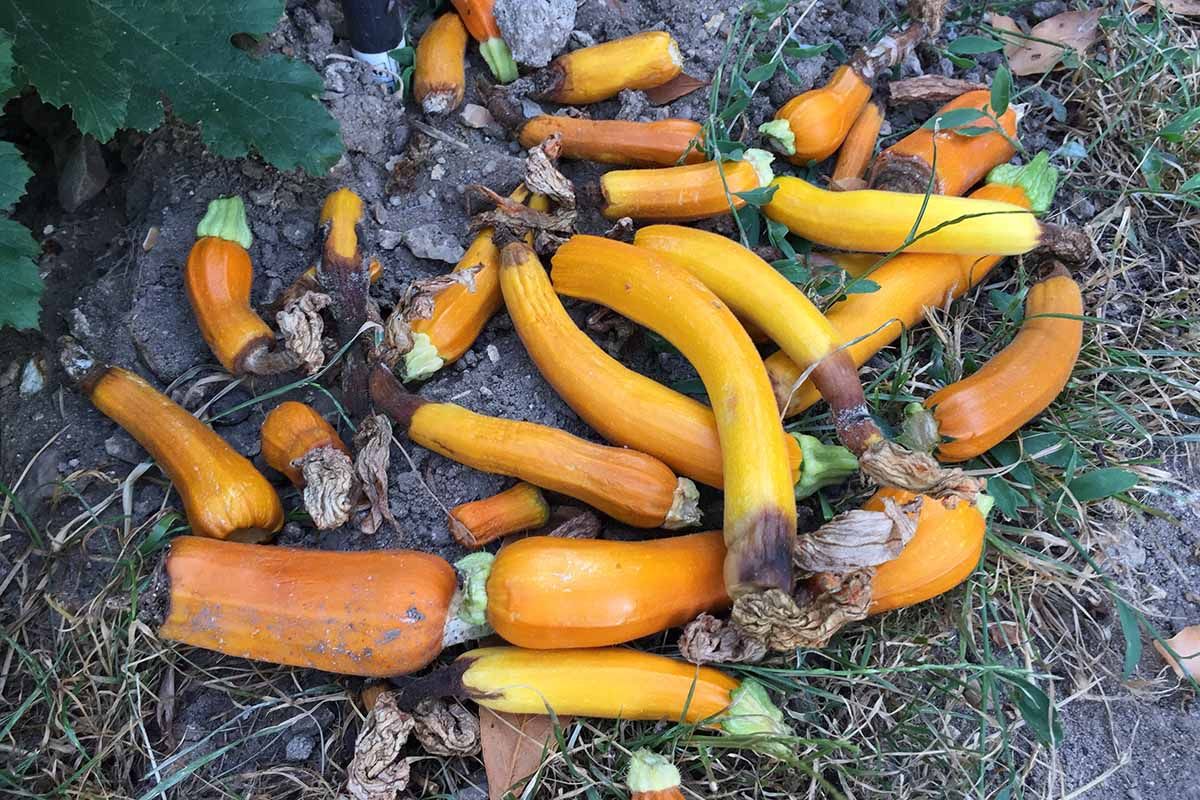 Zucchini Blossom End Rot advanced stage