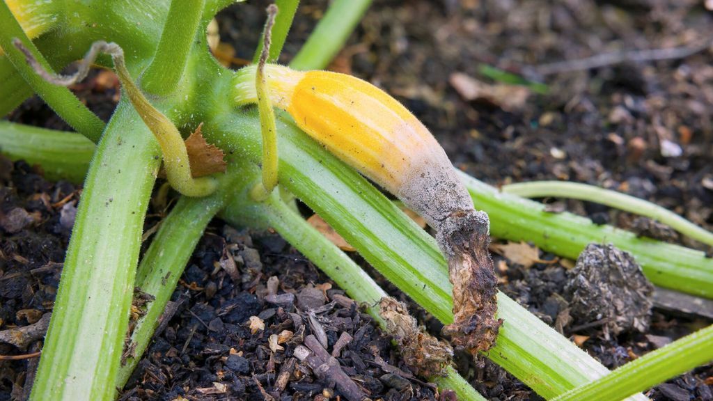 Zucchini Blossom End Rot symptoms