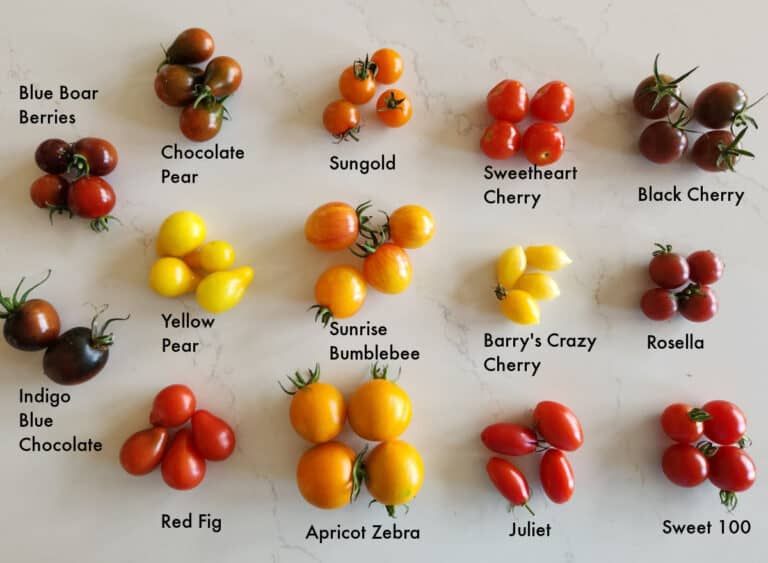 How to grow tomatoes Selecting by Fruit Size and Use