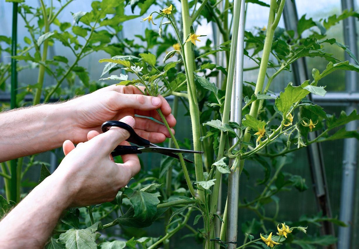 How to grow tomatoes Lower Leaf Removal for Disease Prevention