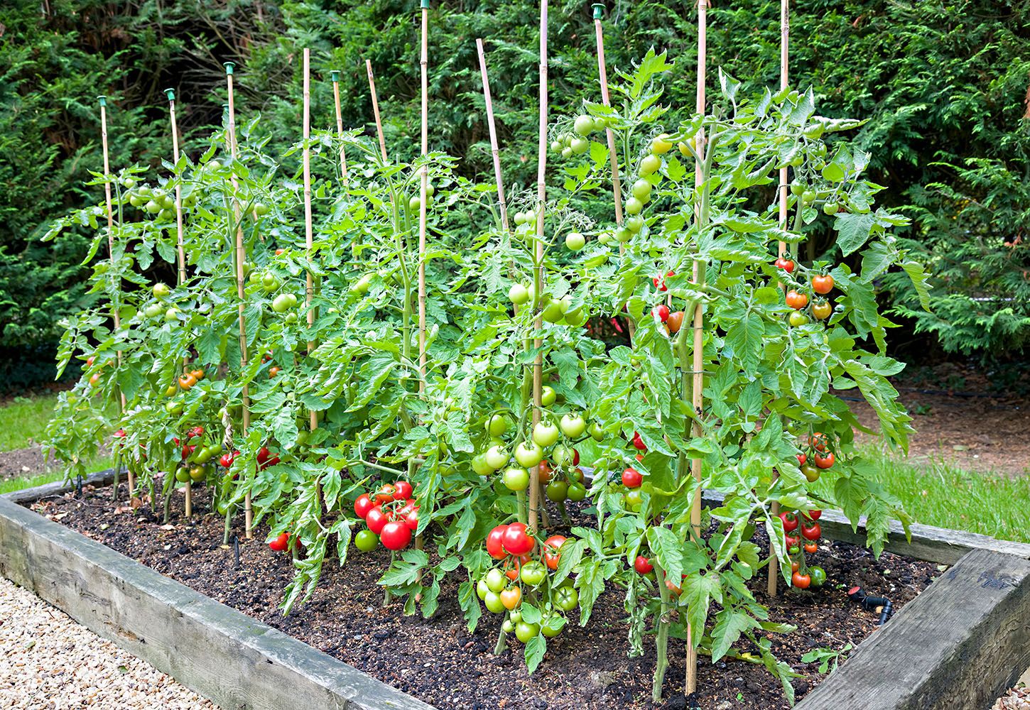 How to grow tomatoes key takeaways