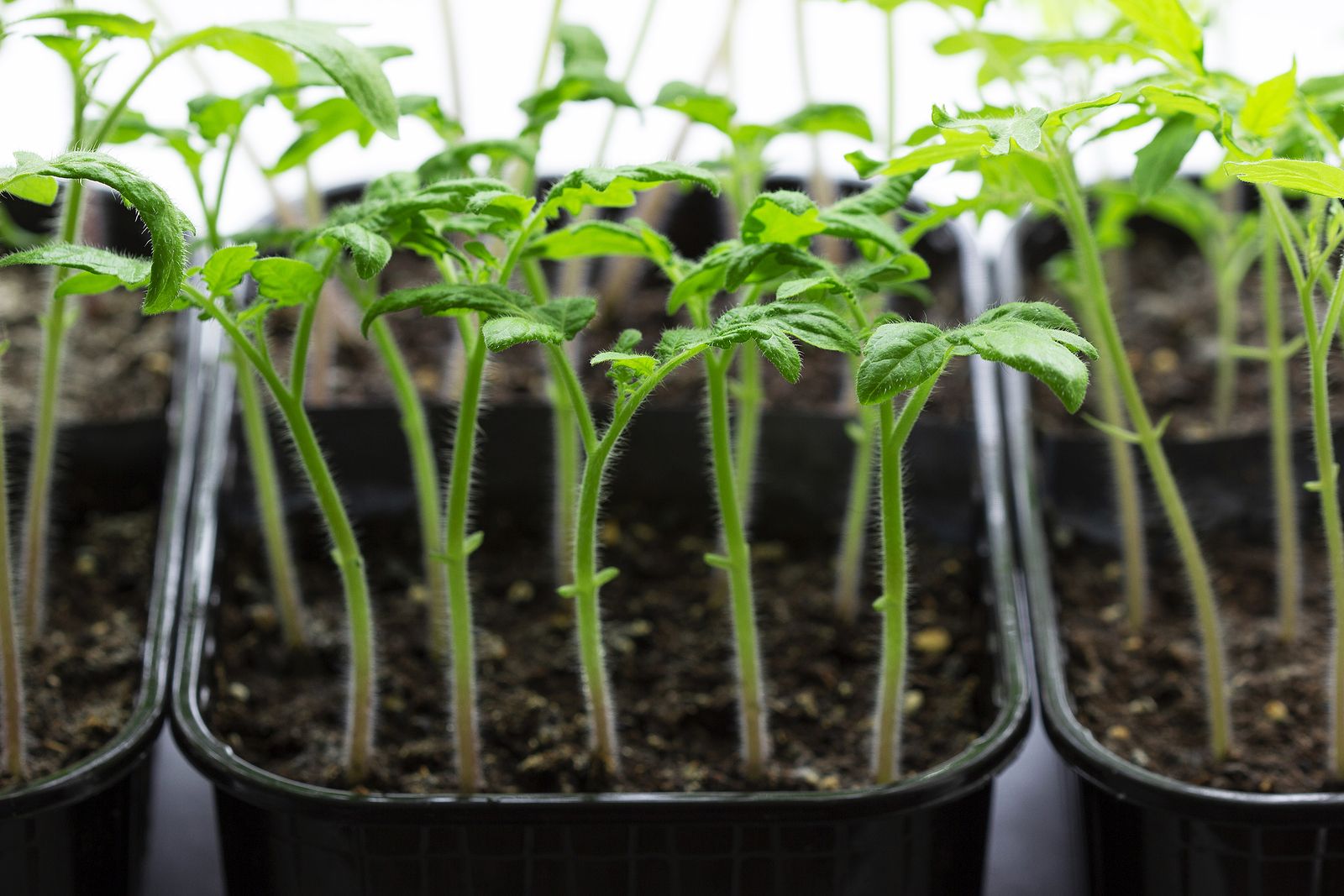 When to Plant Tomatoes introduction