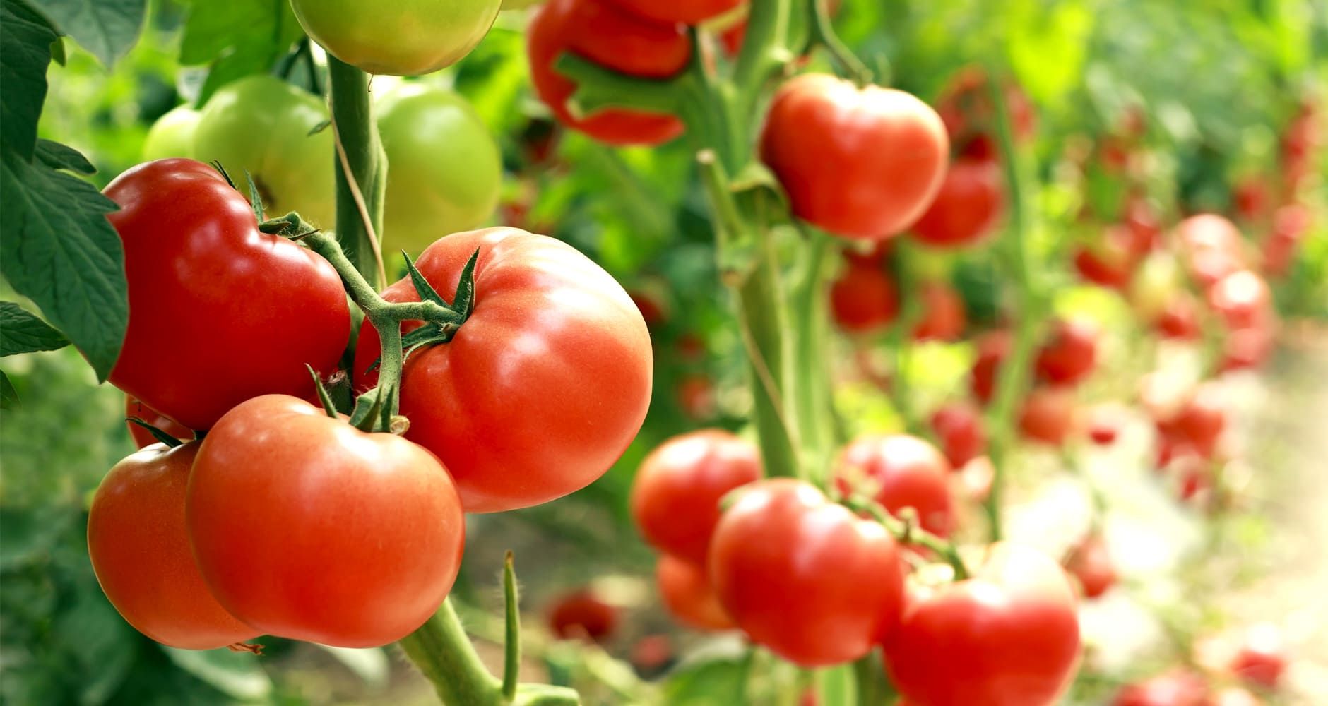 Finding Your Frost Date in planting tomato