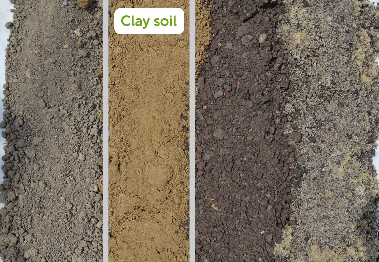 Tomato watering guide Understanding Your Soil: The Real Key Sandy Soil vs. Clay Soil