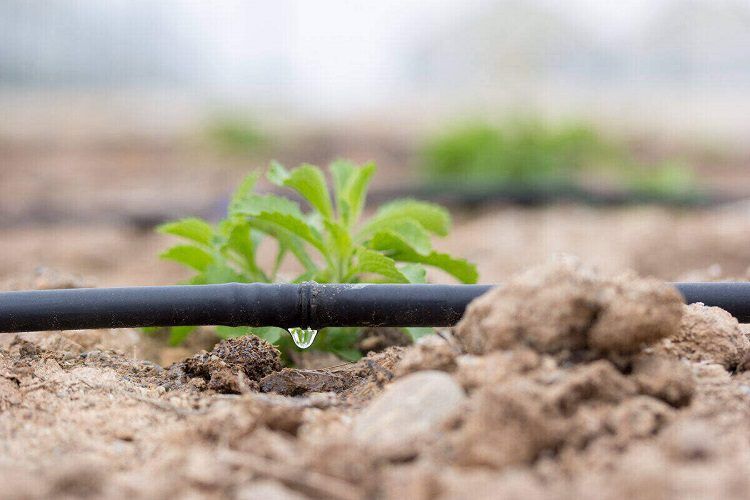 Tomato watering guide Watering Methods Drip Irrigation