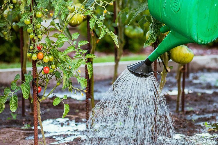Tomato watering guide Watering Methods Hand Watering with Can or Hose