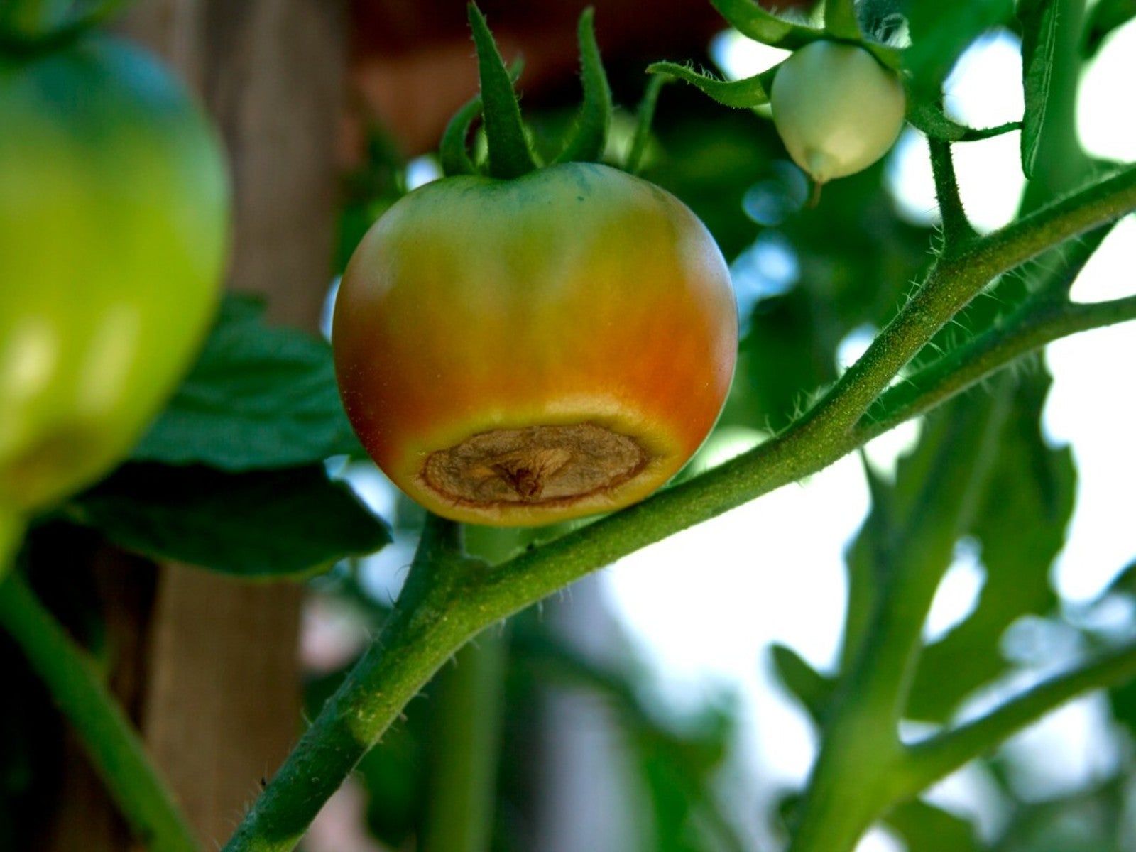 What Is Blossom End Rot and Why It Isn't Your Fault in tomato