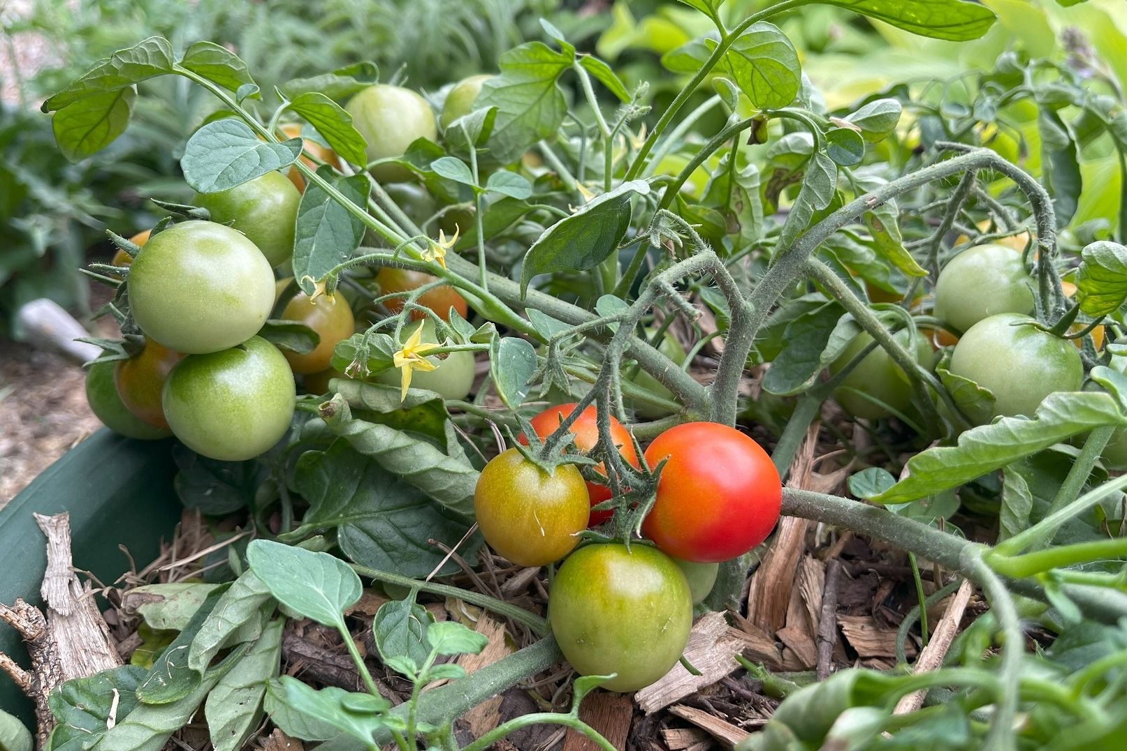 How to prune tomatoes Indeterminate vs. Determinate: Prune or Don't