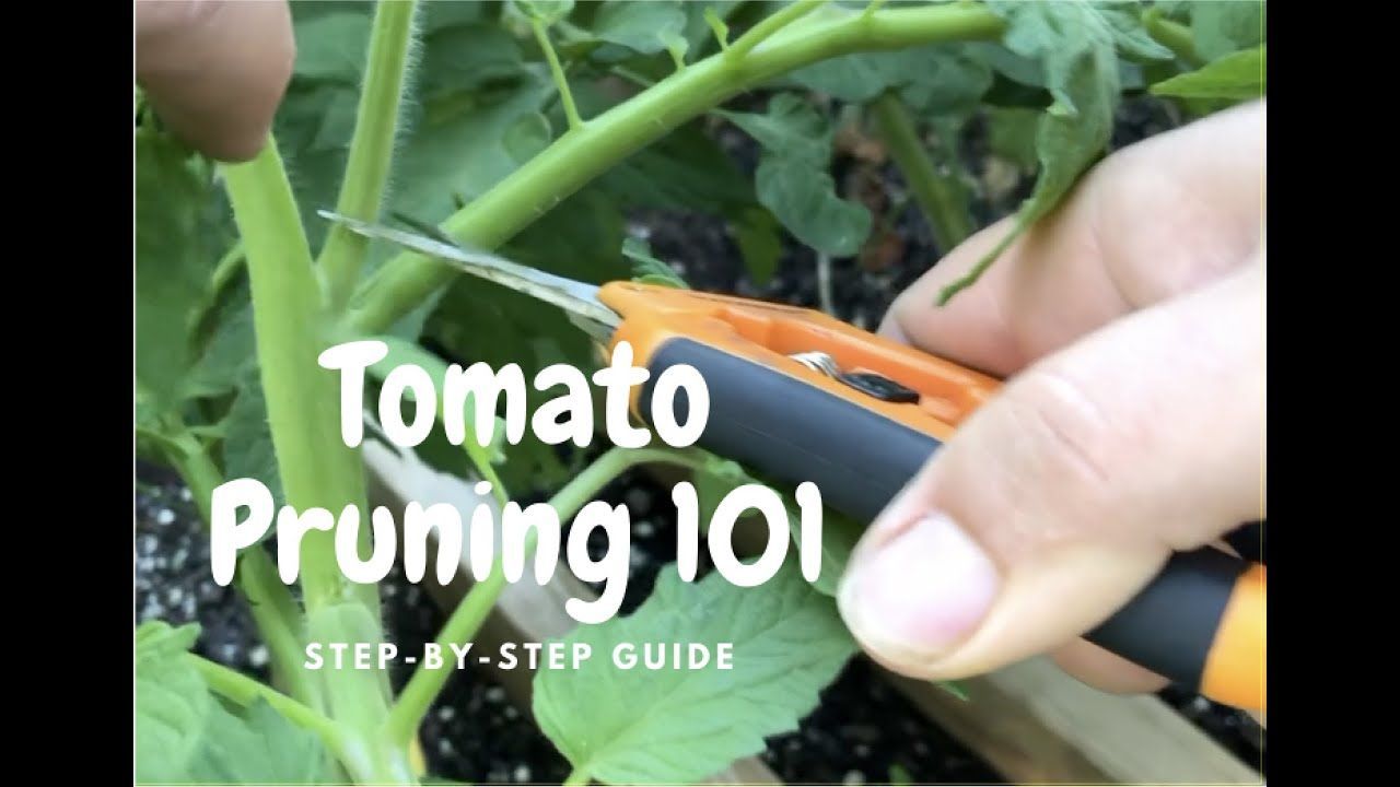 How to Prune Indeterminate Tomatoes: Step by Step