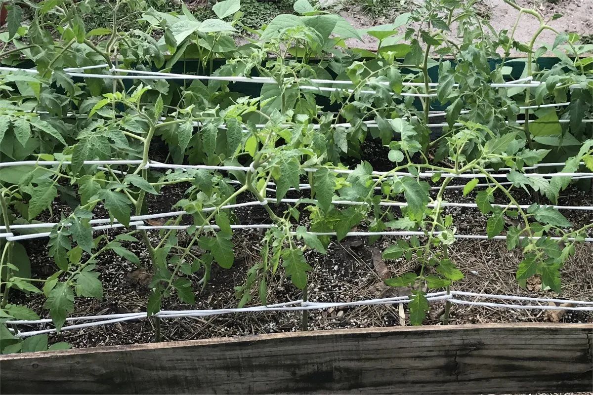 How to stake tomatoes Florida Weave Method: Best For Rows