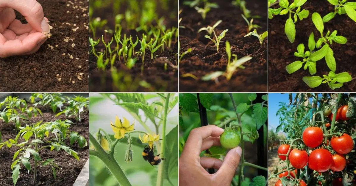 Choosing Tomato Varieties That Thrive in Your Conditions