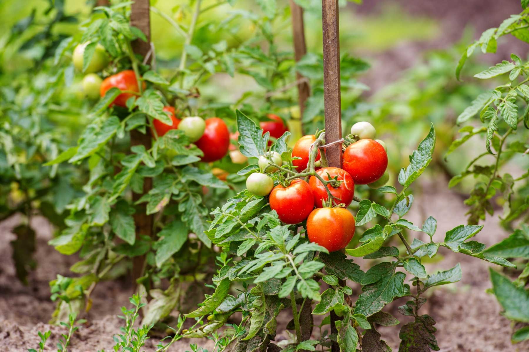 Optimal Tomato Growing Conditions for Thriving Harvests introduction