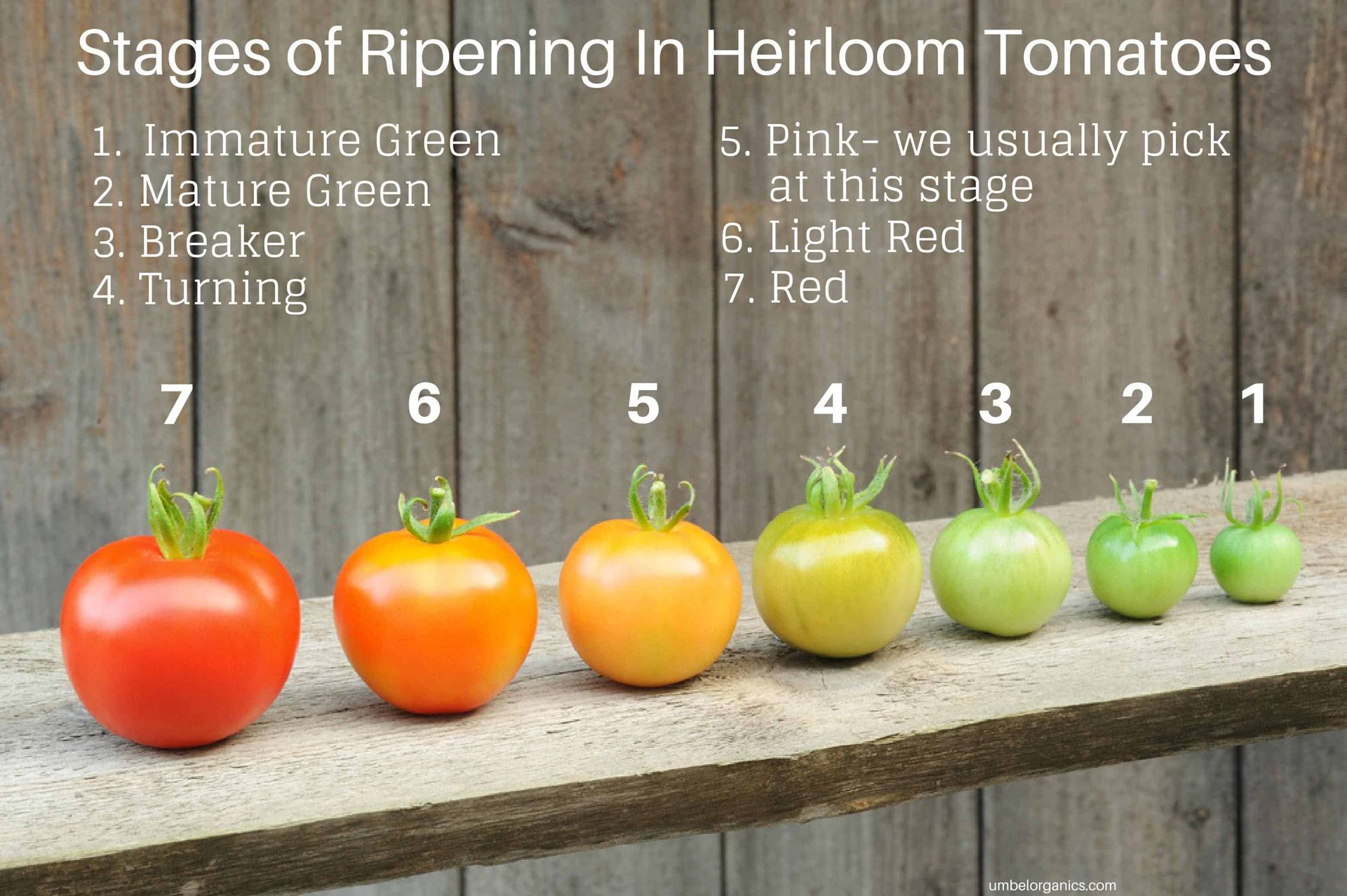 Beyond Color: Three Reliable Tests for Tomato Ripeness