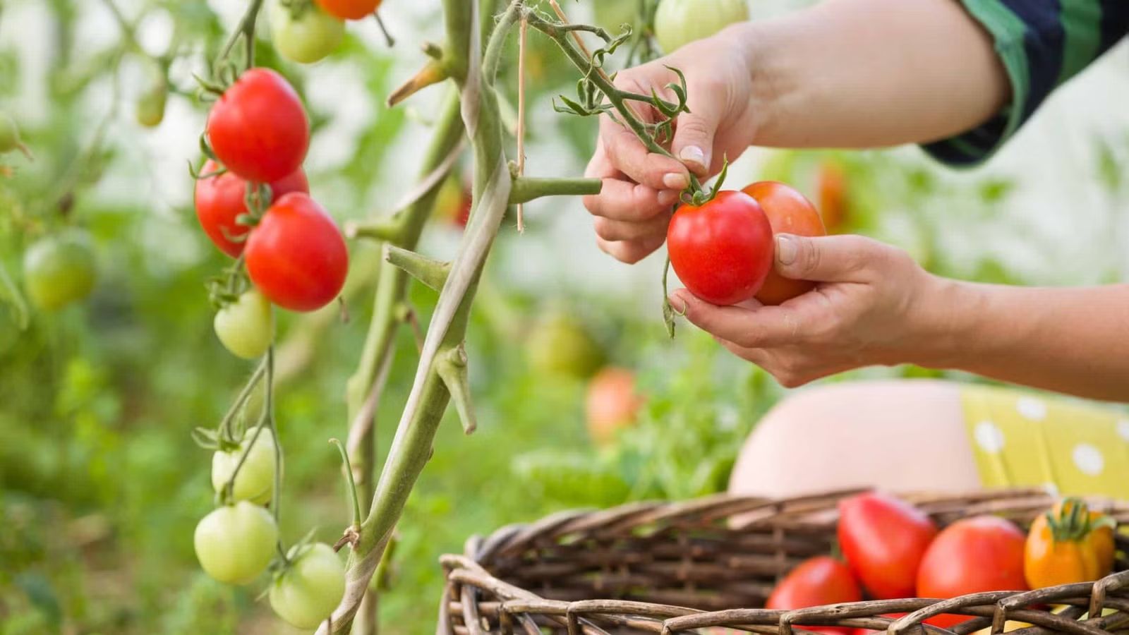 The Right Way to Pick Tomatoes: Technique Matters
