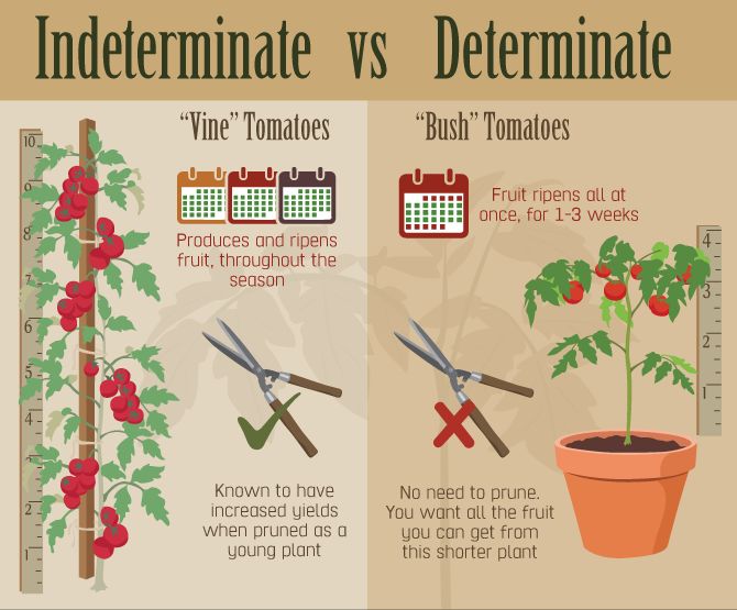 Determinate vs indeterminate tomatoes Keeping Them Standing: Support and Pruning Strategies