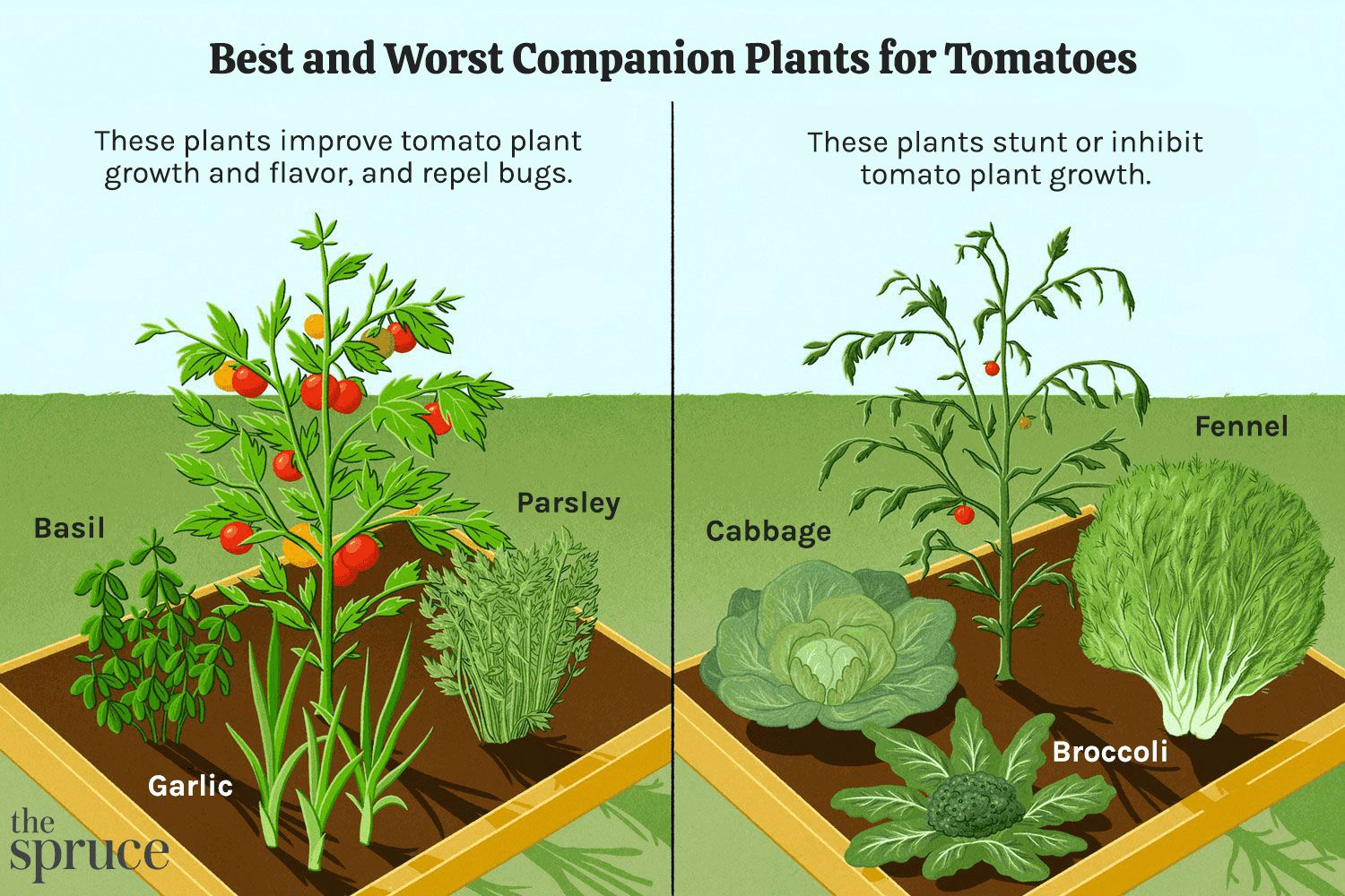 best and worst companion plants for tomato