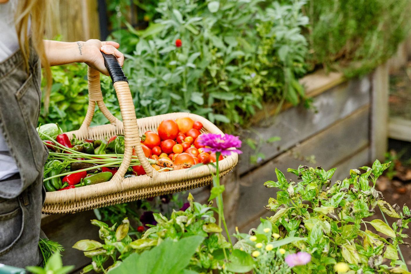 Creating Your Natural Tomato Ecosystem