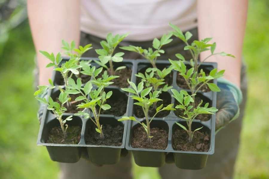 Tomato plant care Transplanting Seedlings