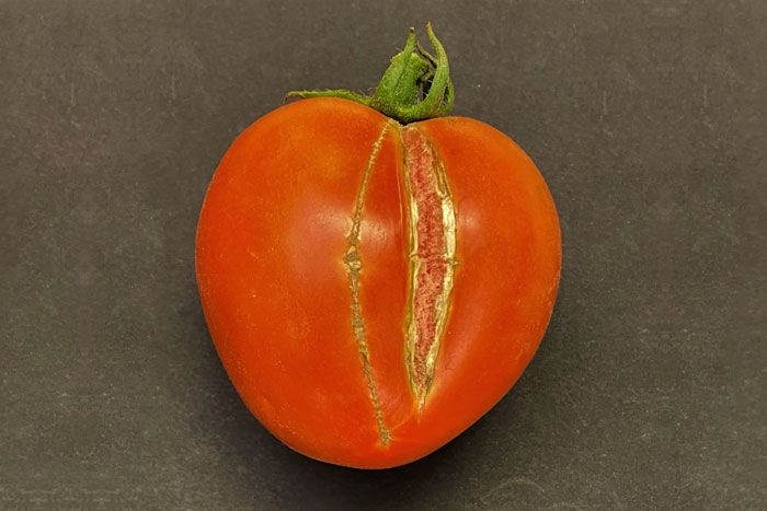 Fruit Cracking in tomato
