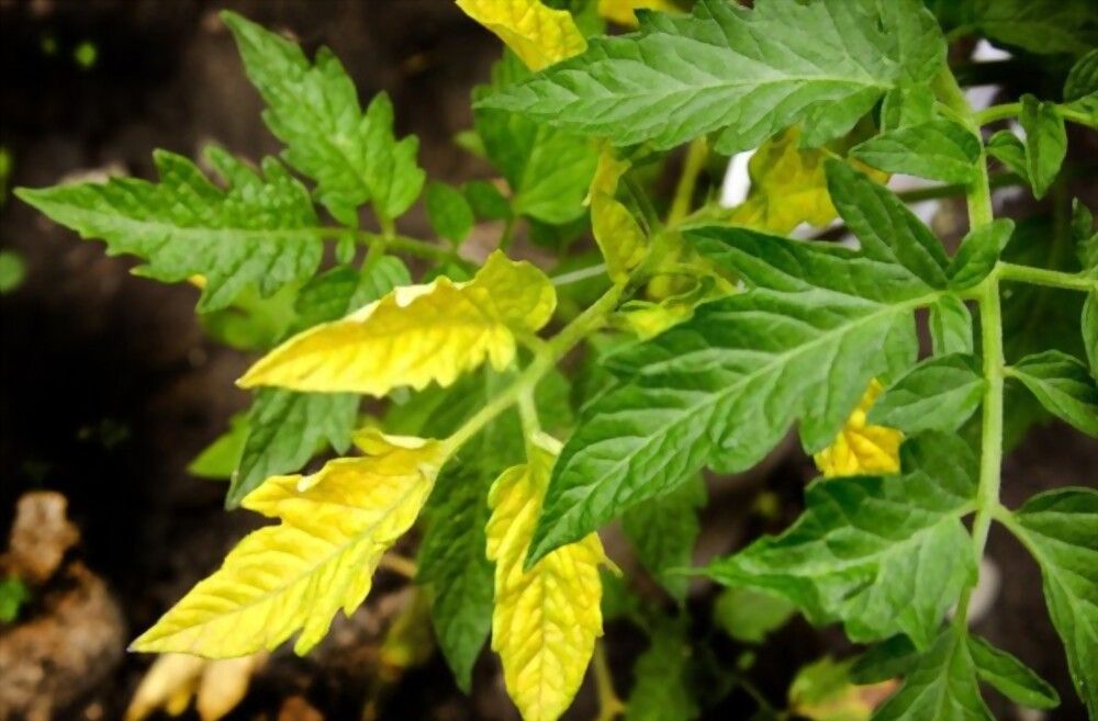 Yellowing Leaves in tomato