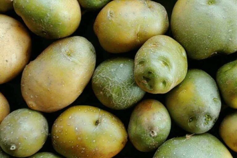 Potato Problems and Solutions Green Potatoes