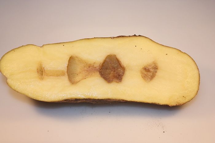 Common Potato Problems and Solutions Hollow Heart