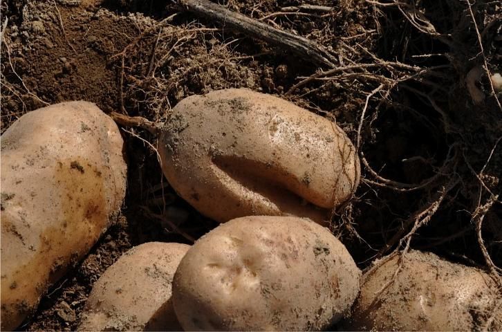 Potato Problems and Solutions Growth Cracks