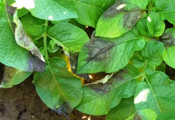 What is Late Blight in potato