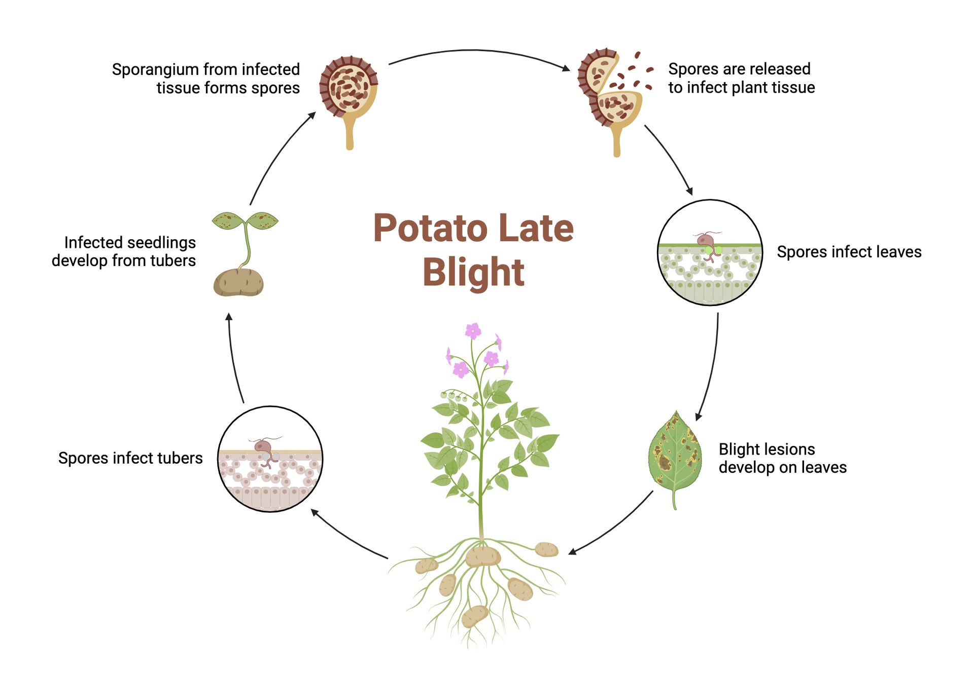 Late Blight Symptoms in potato