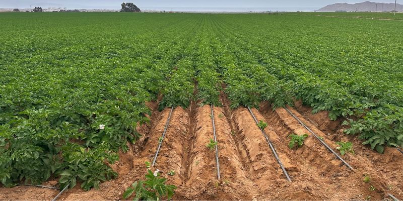 Irrigation Methods and Systems in potato watering