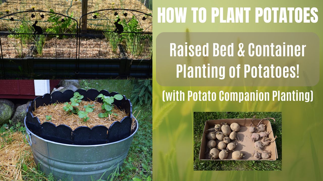 how to plant potato in Containers and Raised Beds