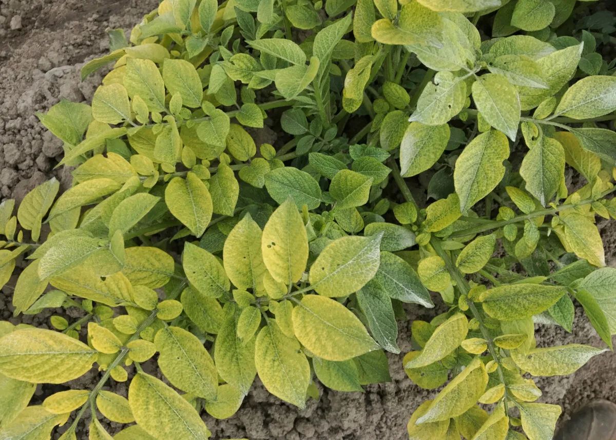 potato watering guide Chlorotic leaves problem