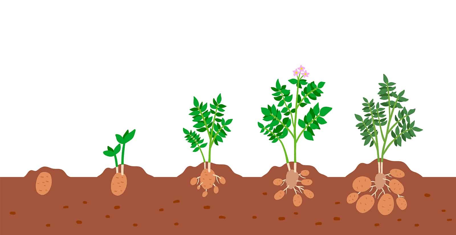 Feed Potatoes on Schedule: The Growth Stage Guide