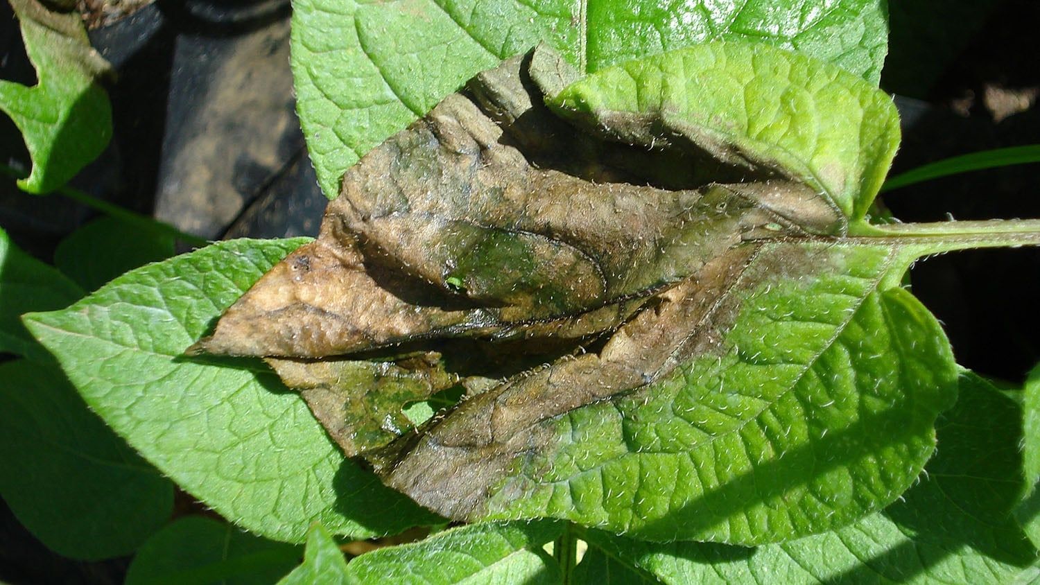 What Late Blight Looks Like in potato