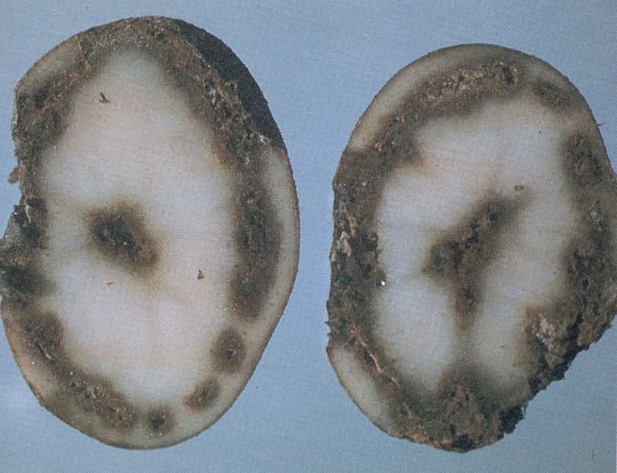 Tuber Damage and Storage Impact in potato