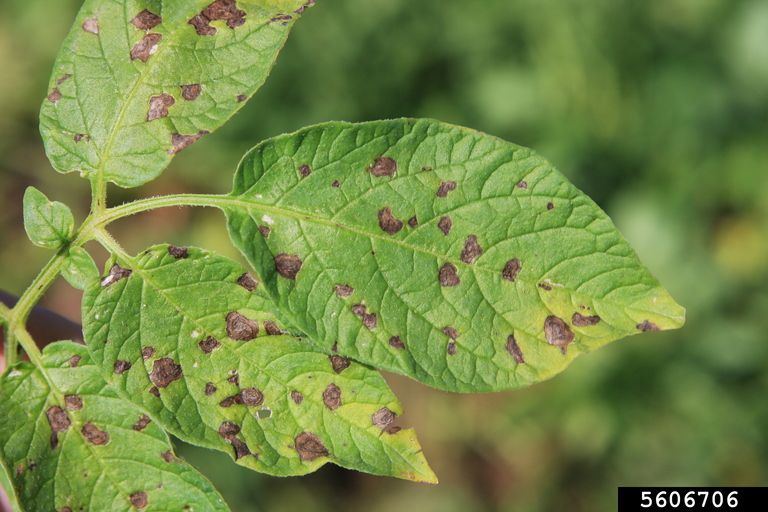 Early Blight in potato