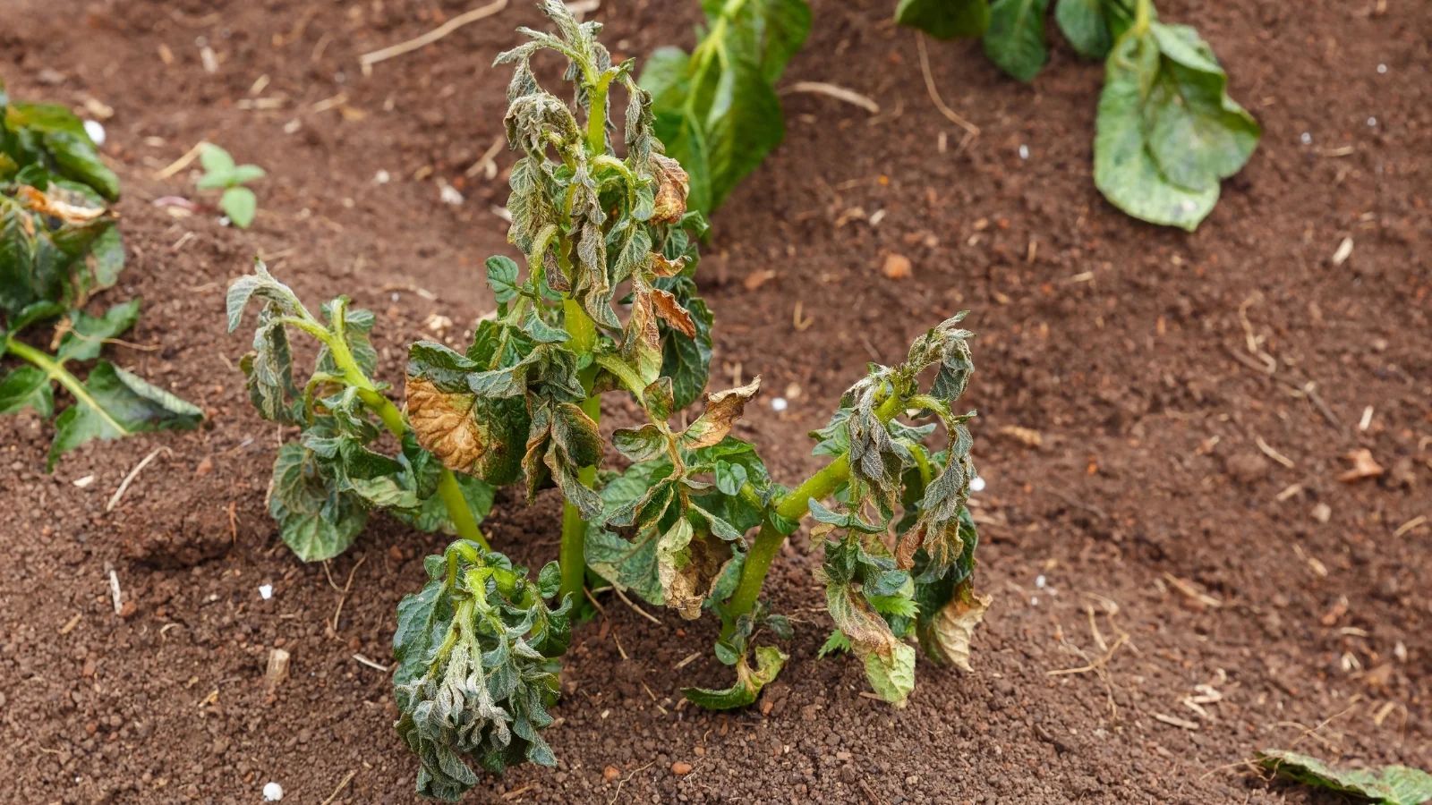 Verticillium Wilt in potato