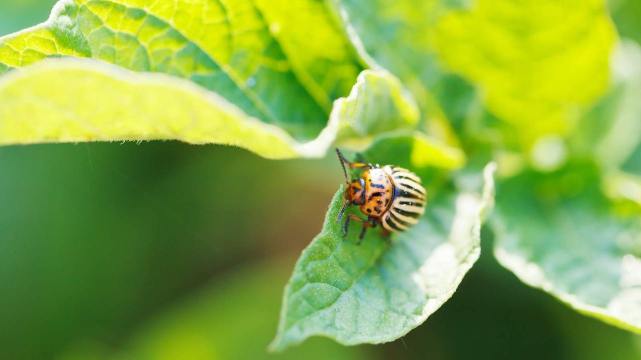 Colorado Potato Beetle: The Striped Menace