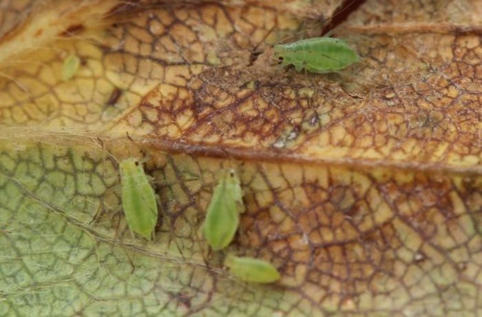 Aphids and Potato Leafhoppers: Piercing Suckers